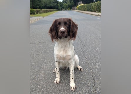 Perfekte Jagdpartner, Kleiner Münsterländer, jagdlich geführt