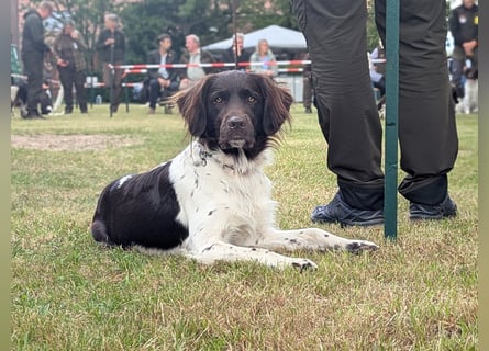 Perfekte Jagdpartner, Kleiner Münsterländer, jagdlich geführt