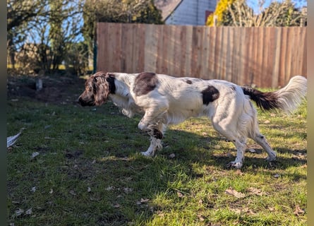 Perfekte Jagdpartner, Kleiner Münsterländer, jagdlich geführt