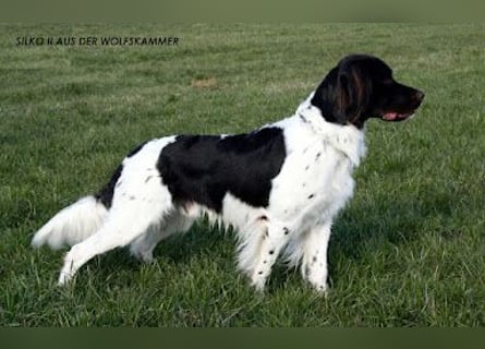 Perfekte Jagdpartner, Kleiner Münsterländer, jagdlich geführt