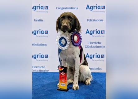 Wurferwartung kleine Münsterländer Welpen