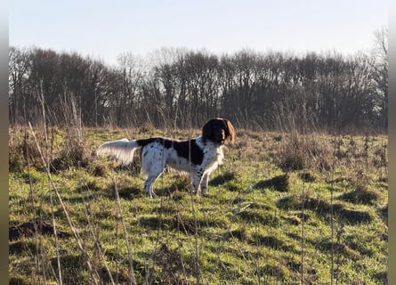 Wurferwartung kleine Münsterländer Welpen