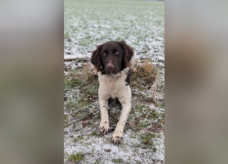 Wurferwartung kleine Münsterländer Welpen