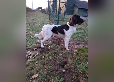 Wurferwartung kleine Münsterländer Welpen
