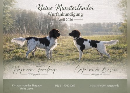 Wurferwartung kleine Münsterländer Welpen