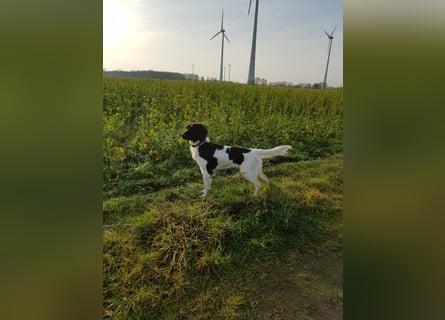 Wurferwartung kleine Münsterländer Welpen