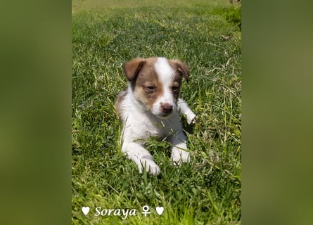 Soraya sucht  ein Zuhause