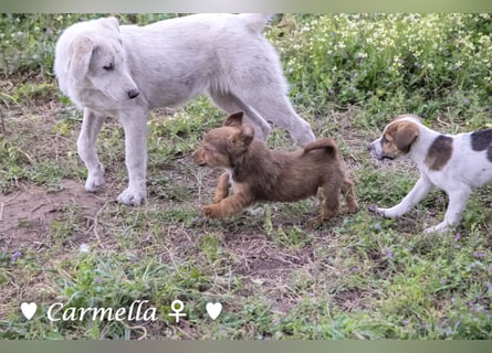 Copper m., Cinnamon w. und Carmella w. suchen  ein Zuhause