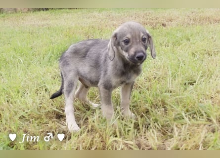 Update:  John und Jim suchen ab Dezember ein Zuhause