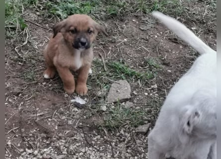 Drei süße Welpen  suchen ein Zuhause