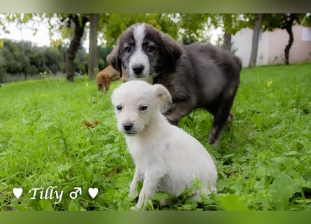 Die Winzlinge Tilly, Tilda und Tanja suchen ab Januar ein Zuhause