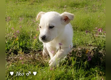 Inka und ihre Welpen suchen ein Zuhause