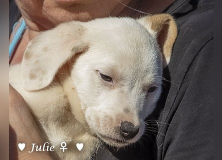 Update: Julie, John und Jim suchen ab Dezember ein Zuhause