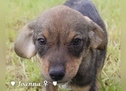 Update: Juna, Julie, Joanna und Jill  suchen ab Dezember  ein Zuhause