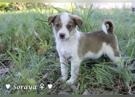 Update: Soraya sucht  ein Zuhause