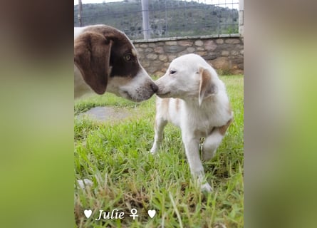 Update: Julie, John und Jim suchen ab Dezember ein Zuhause