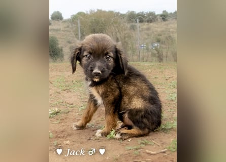Jack, John und Jim suchen ab Januar ein Zuhause