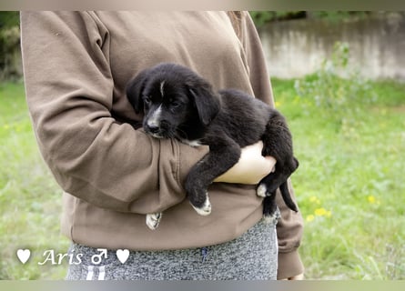 Sechs süße Welpen  suchen ein Zuhause