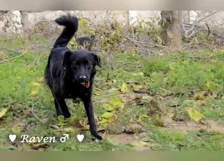 Raven sucht ab Januar ein Zuhause