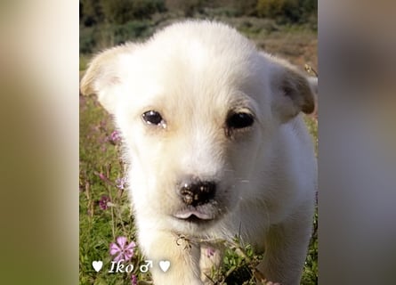 Inka und ihre Welpen suchen ein Zuhause