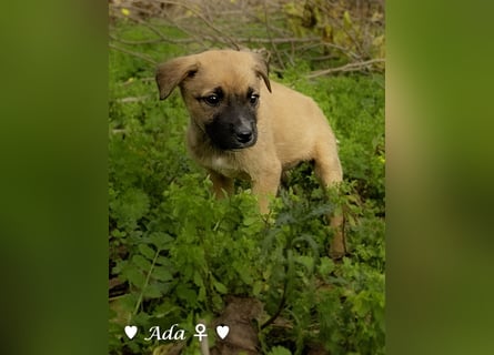 Drei süße Welpen  suchen ein Zuhause