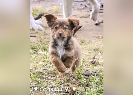 Copper m., Cinnamon w. und Carmella w. suchen  ein Zuhause