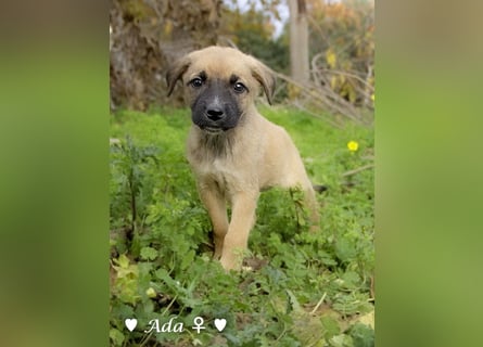 Sechs süße Welpen  suchen ein Zuhause
