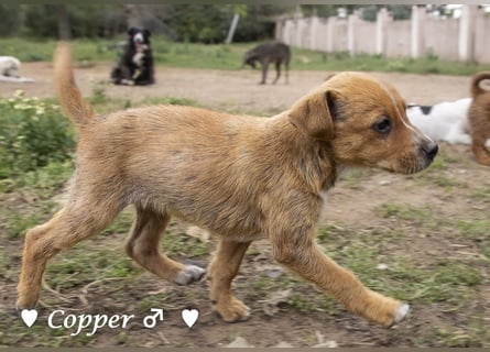 Copper m., Cinnamon w. und Carmella w. suchen  ein Zuhause