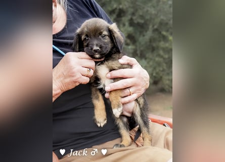 Jack, John und Jim suchen ab Januar ein Zuhause