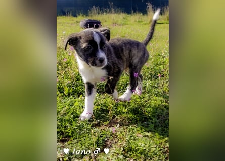 Inka und ihre Welpen suchen ein Zuhause