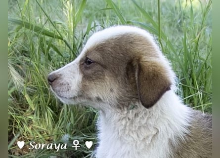 Update: Soraya sucht  ein Zuhause