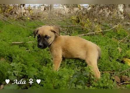 Sechs süße Welpen  suchen ein Zuhause