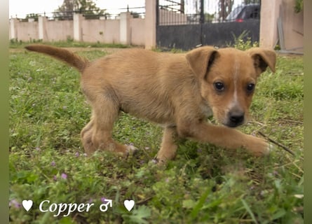 Copper m., Cinnamon w. und Carmella w. suchen  ein Zuhause