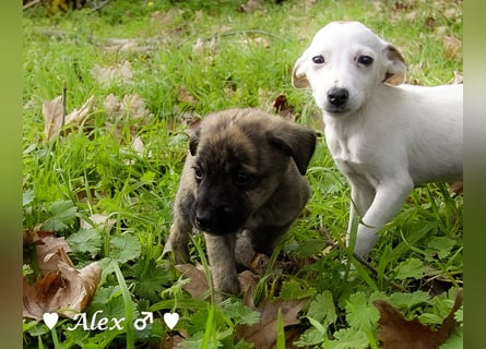 Sechs süße Welpen  suchen ein Zuhause