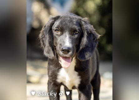 Bilko,  Buster und  Blacky  suchen ein Zuhause