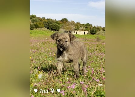 Inka und ihre Welpen suchen ein Zuhause