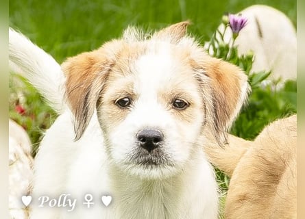 Polly und Molly suchen ein Zuhause