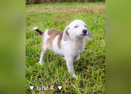 Update: Juna, Julie, Joanna und Jill  suchen ab Dezember  ein Zuhause