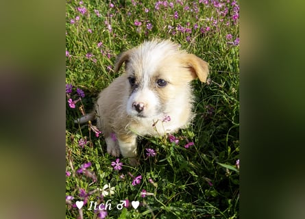 Inka und ihre Welpen suchen ein Zuhause