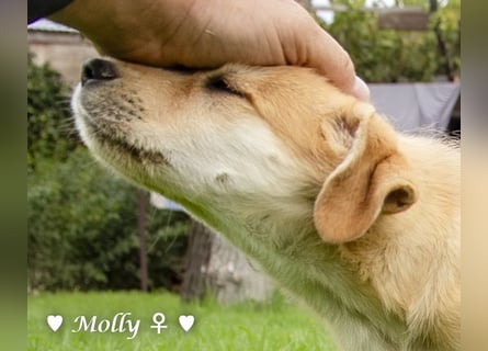 Polly (reserviert)  und Molly suchen ein Zuhause