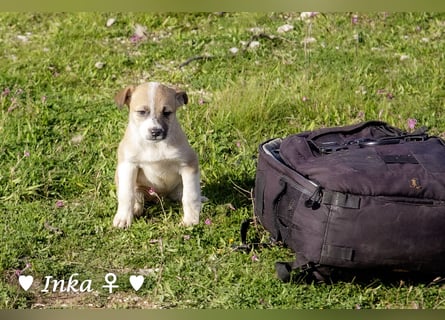 Inka und ihre Welpen suchen ein Zuhause