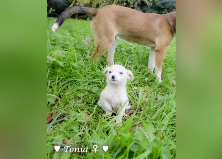 Tinkerbell und ihre Welpen   suchen ab Januar ein Zuhause