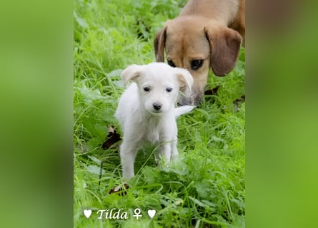 Die Winzlinge Tilly, Tilda und Tanja suchen ab Januar ein Zuhause