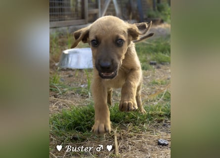 Buster sucht ein Zuhause