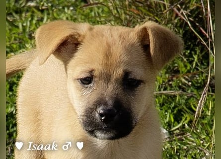 Inka und ihre Welpen suchen ein Zuhause