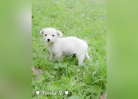 Tinkerbell und ihre Welpen   suchen ab Januar ein Zuhause