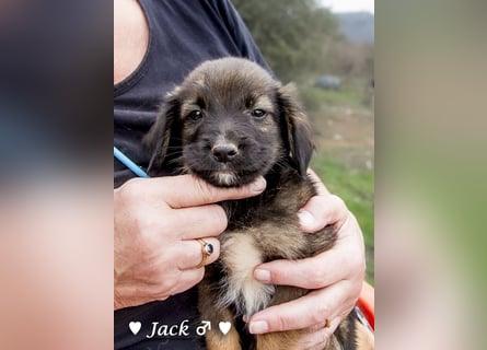 Jack, John und Jim suchen ab Januar ein Zuhause
