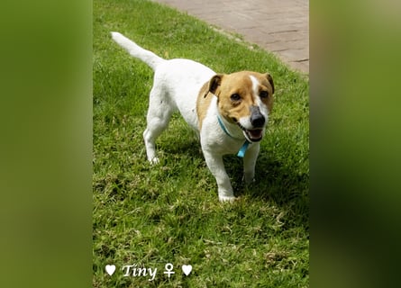 Winzling Tiny sucht ihr Zuhause