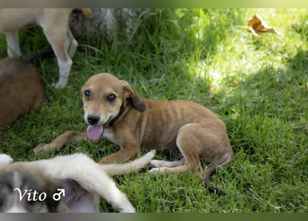 Update: nur noch ein Kokoni sucht ein Zuhause ab August