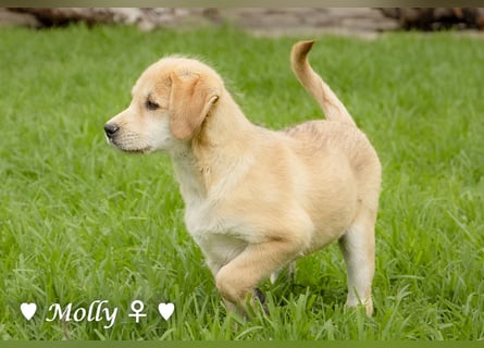 Polly und Molly suchen ein Zuhause